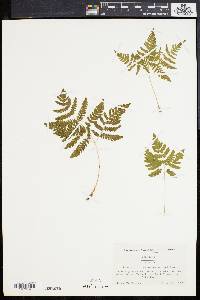 Gymnocarpium dryopteris image