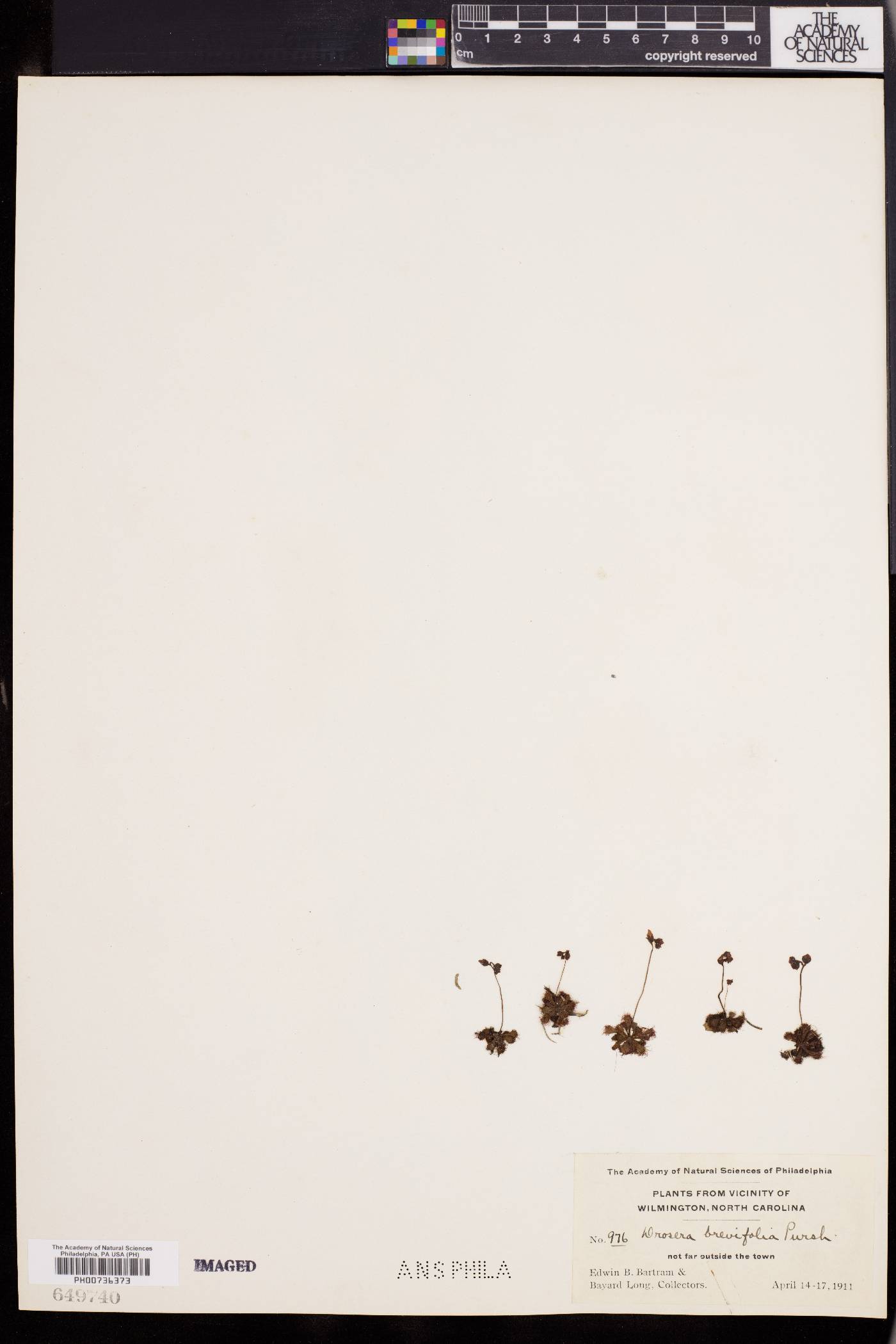 Drosera brevifolia image