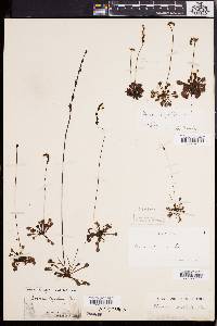 Drosera capillaris image