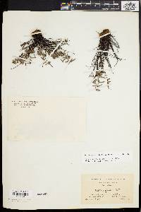 Pellaea glabella image