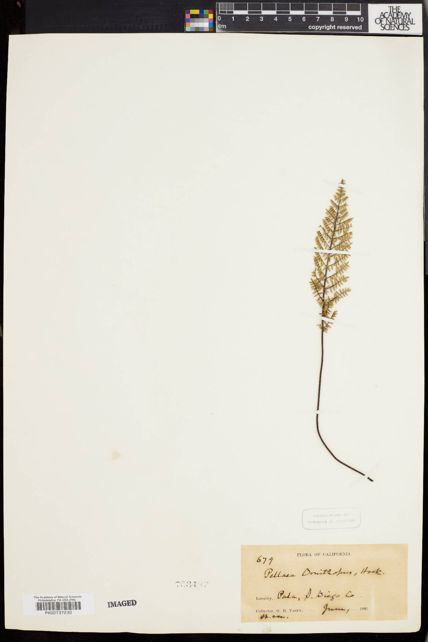 Pellaea compacta image