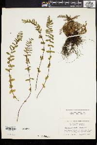 Image of Cheilanthes hastata