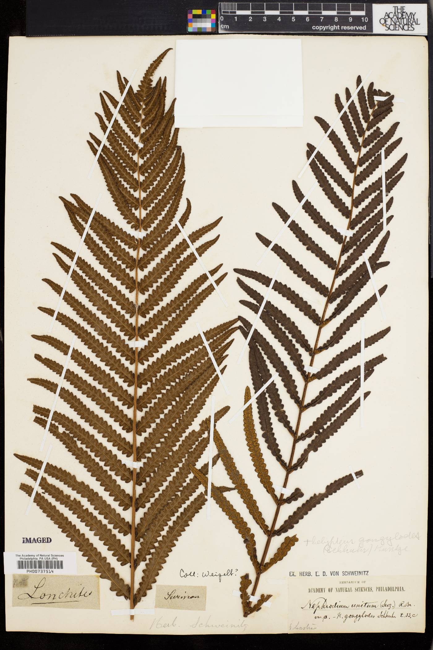 Phegopteris alpestris image