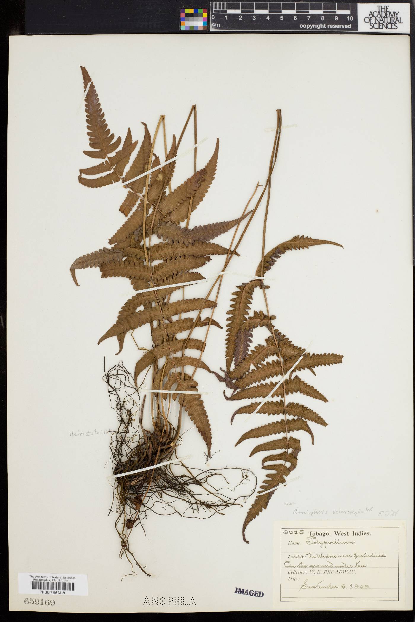 Thelypteris sclerophylla image