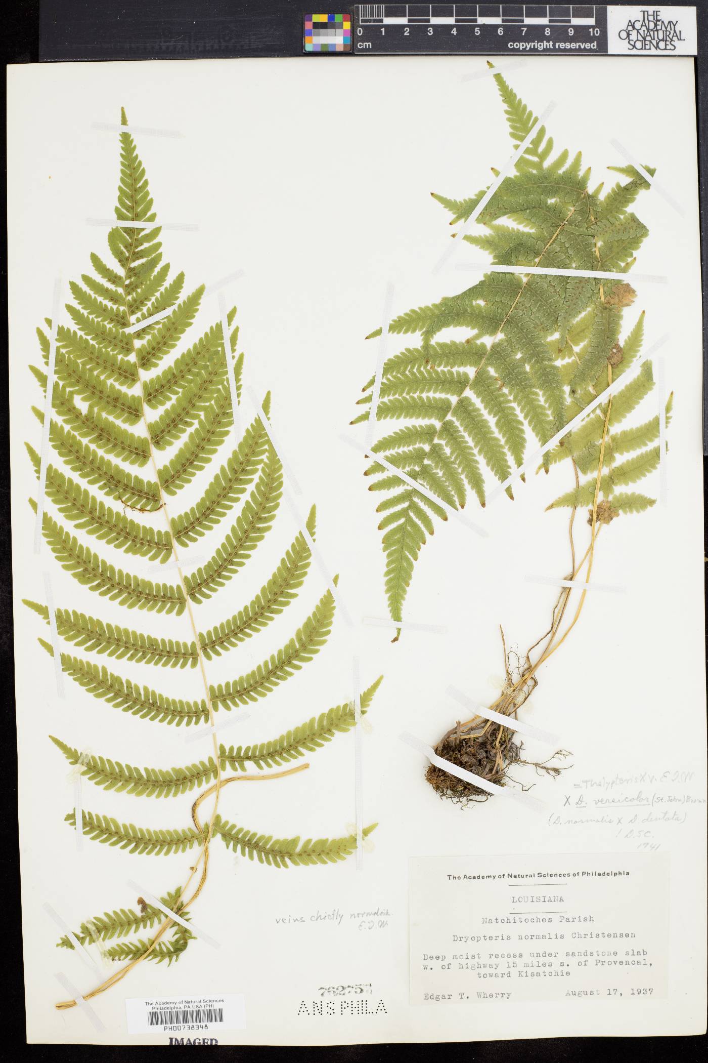 Thelypteris versicolor image