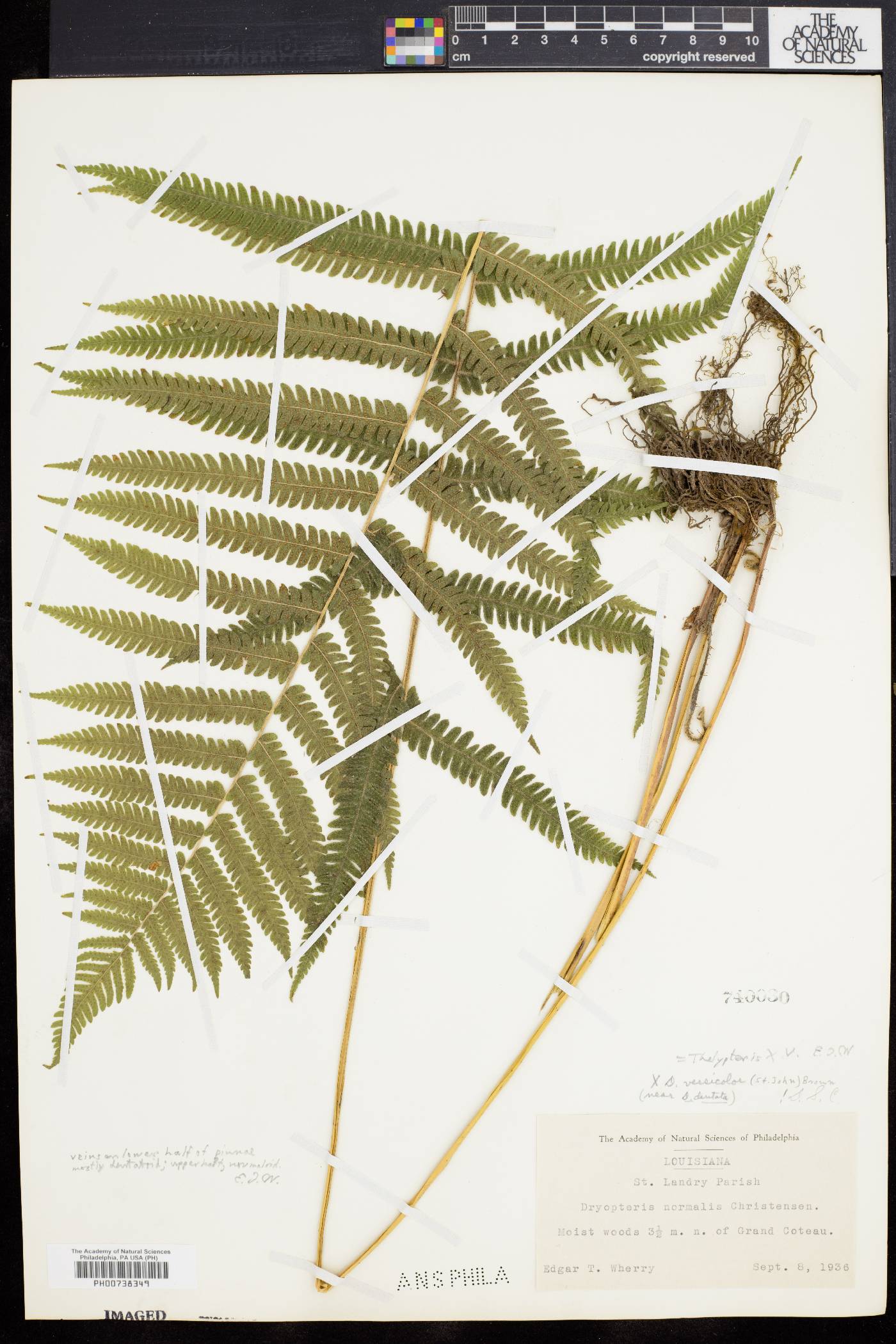 Thelypteris versicolor image