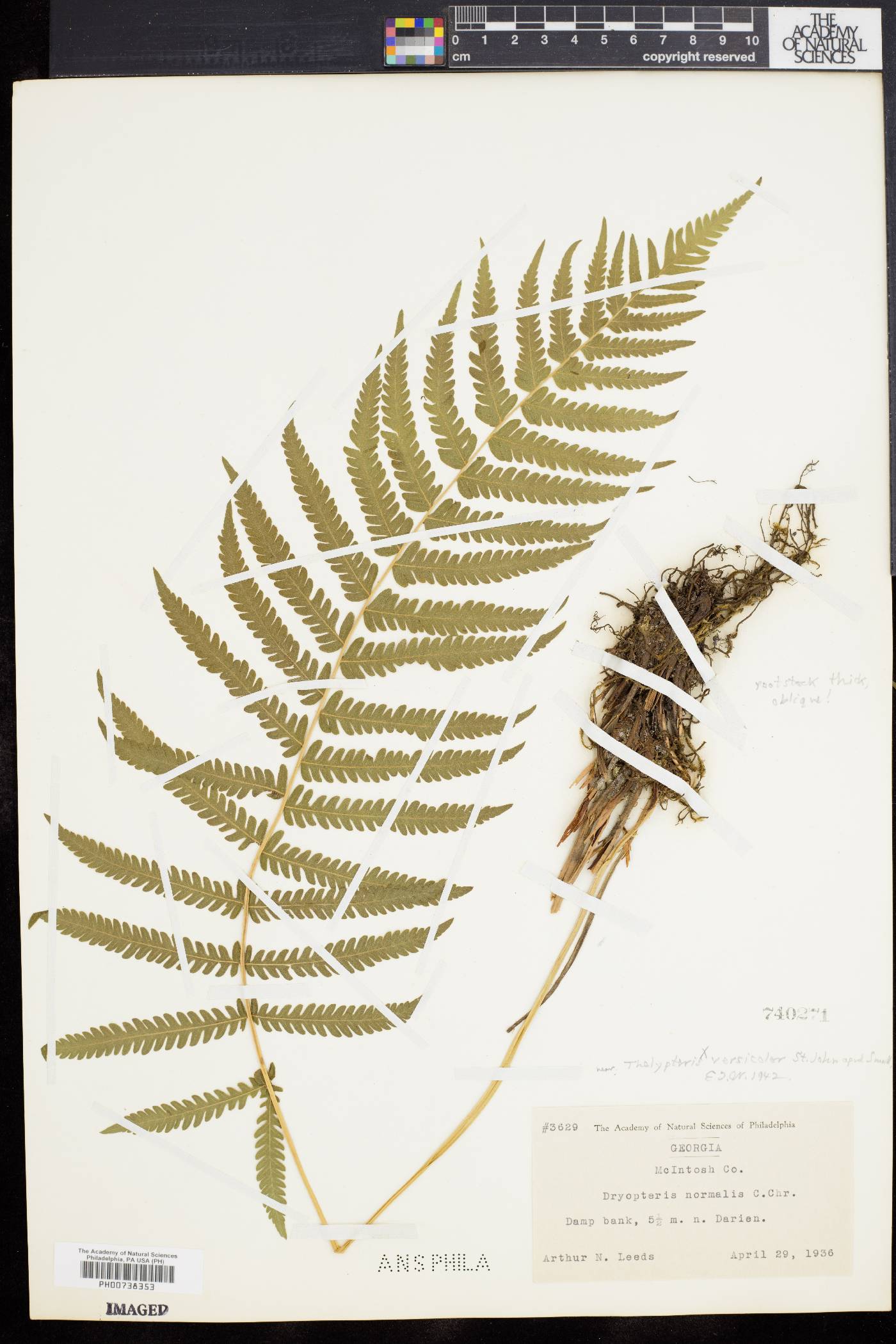 Thelypteris versicolor image