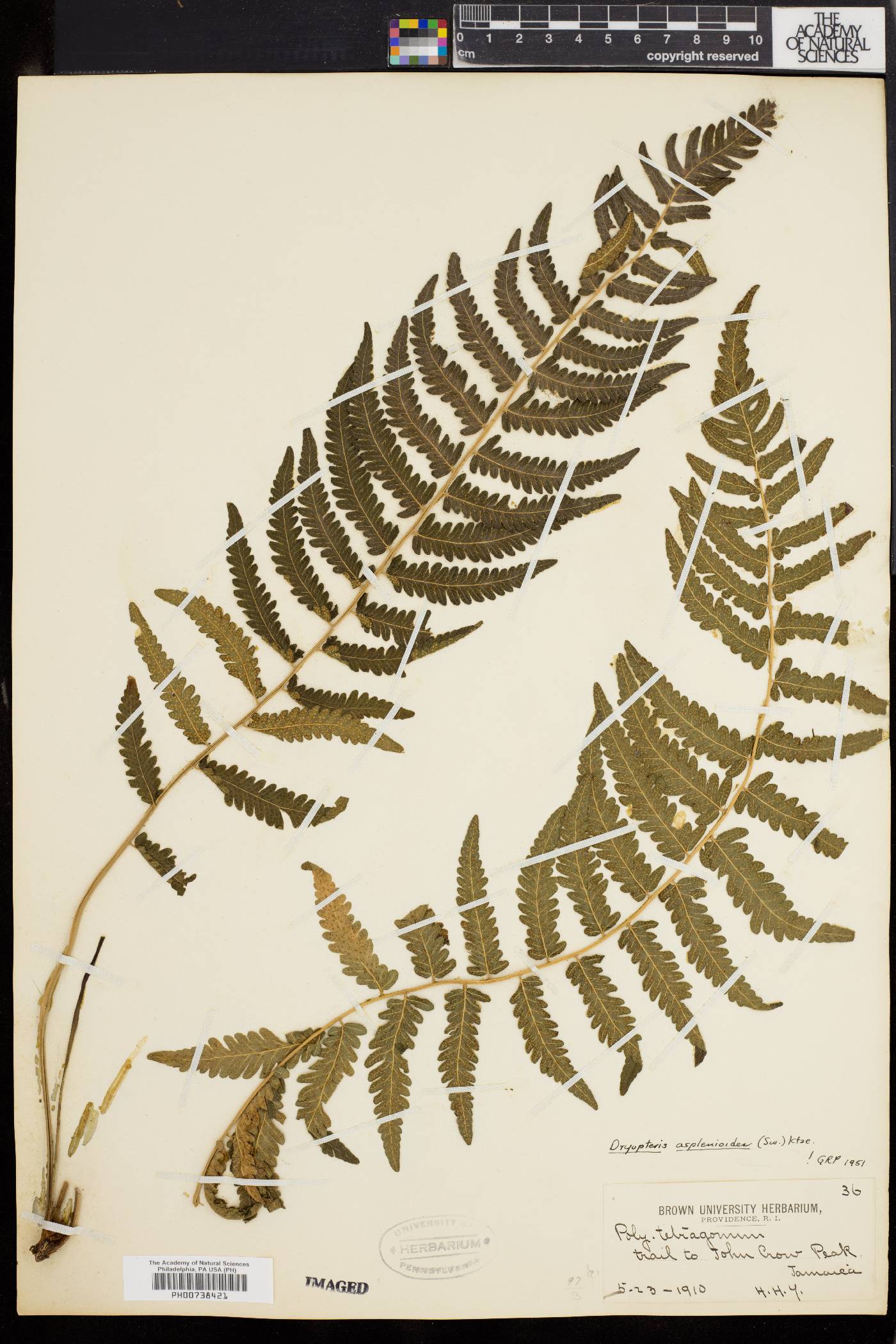 Thelypteris asplenioides image