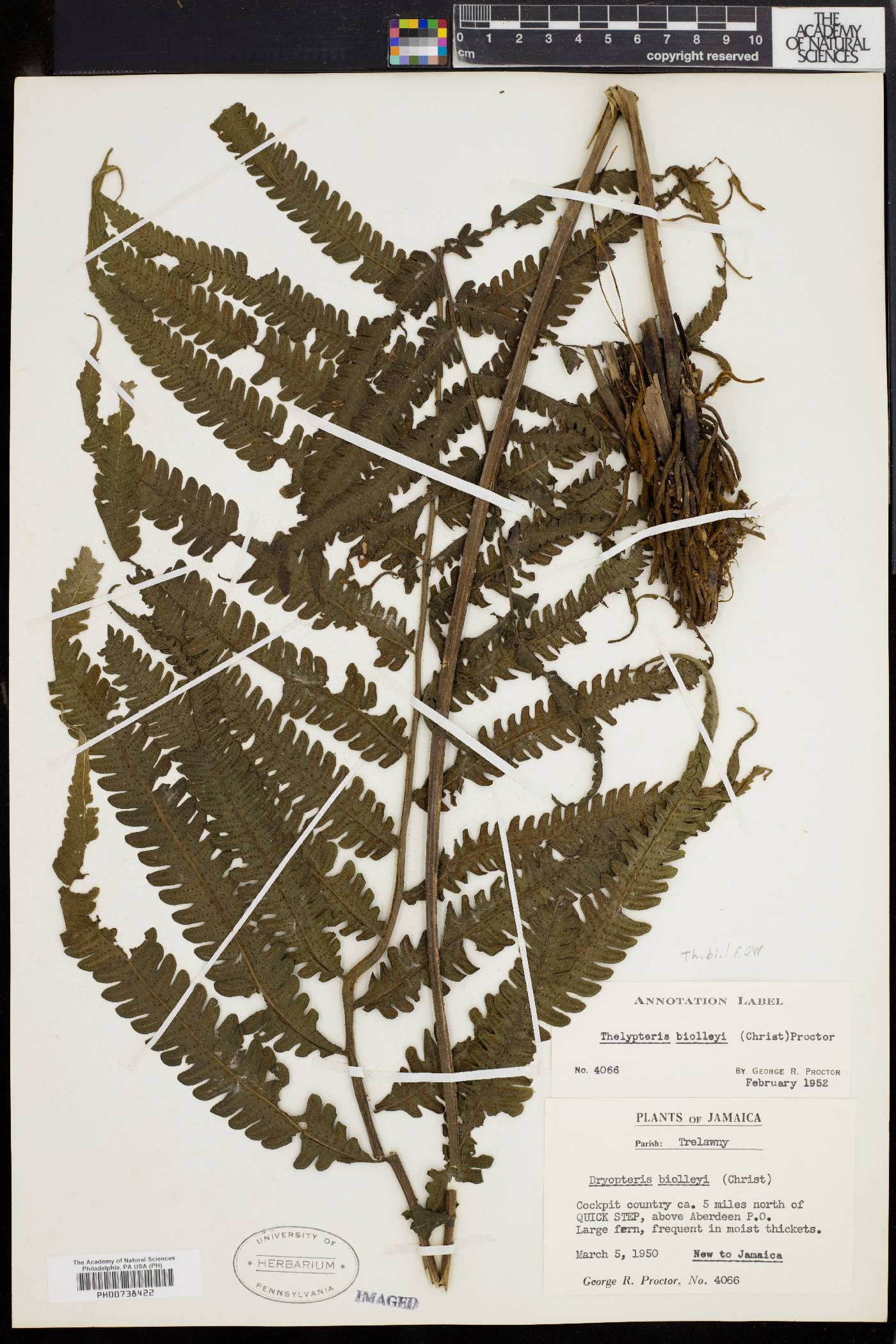 Thelypteris biolleyi image