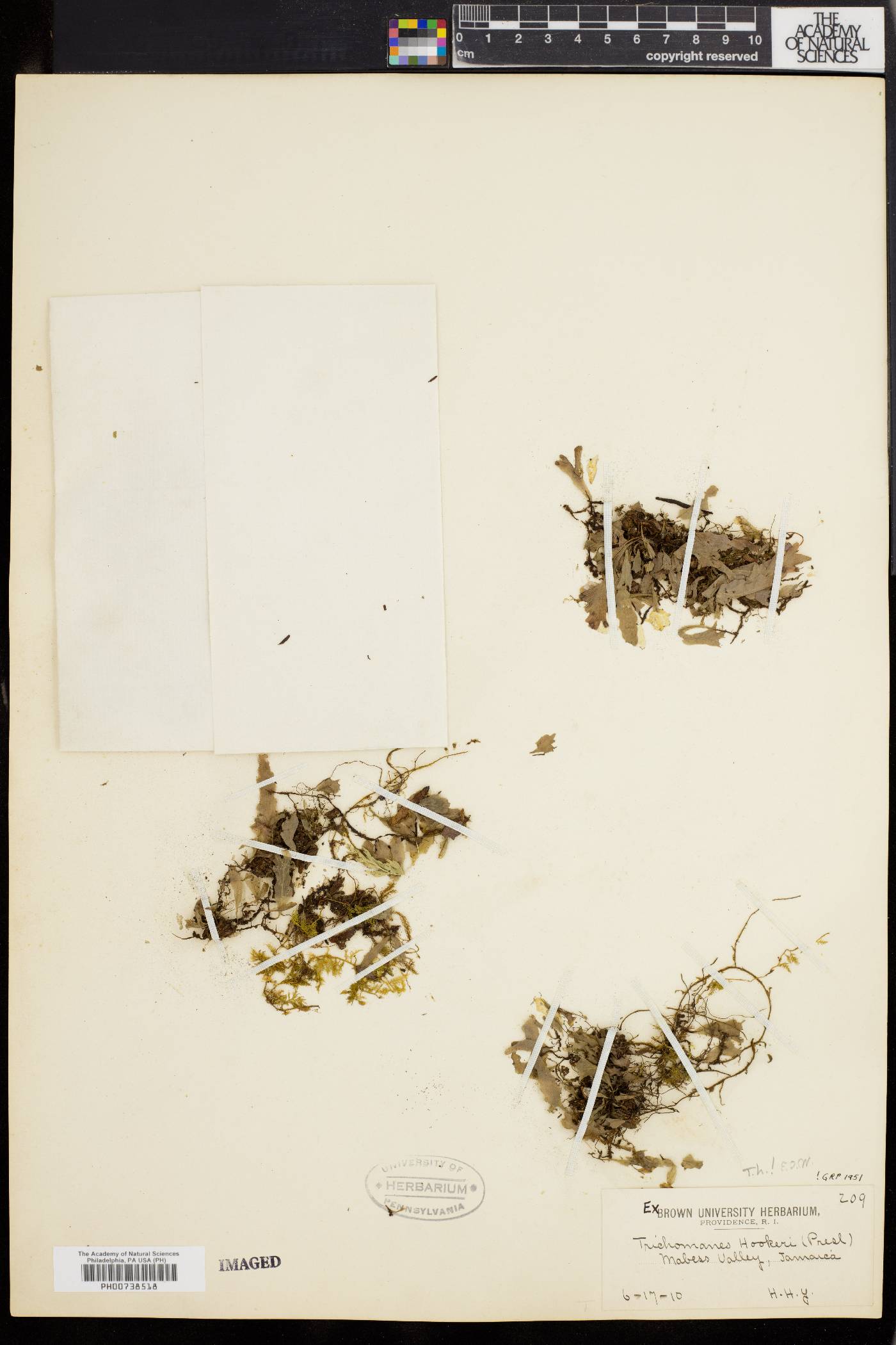Trichomanes hookeri image
