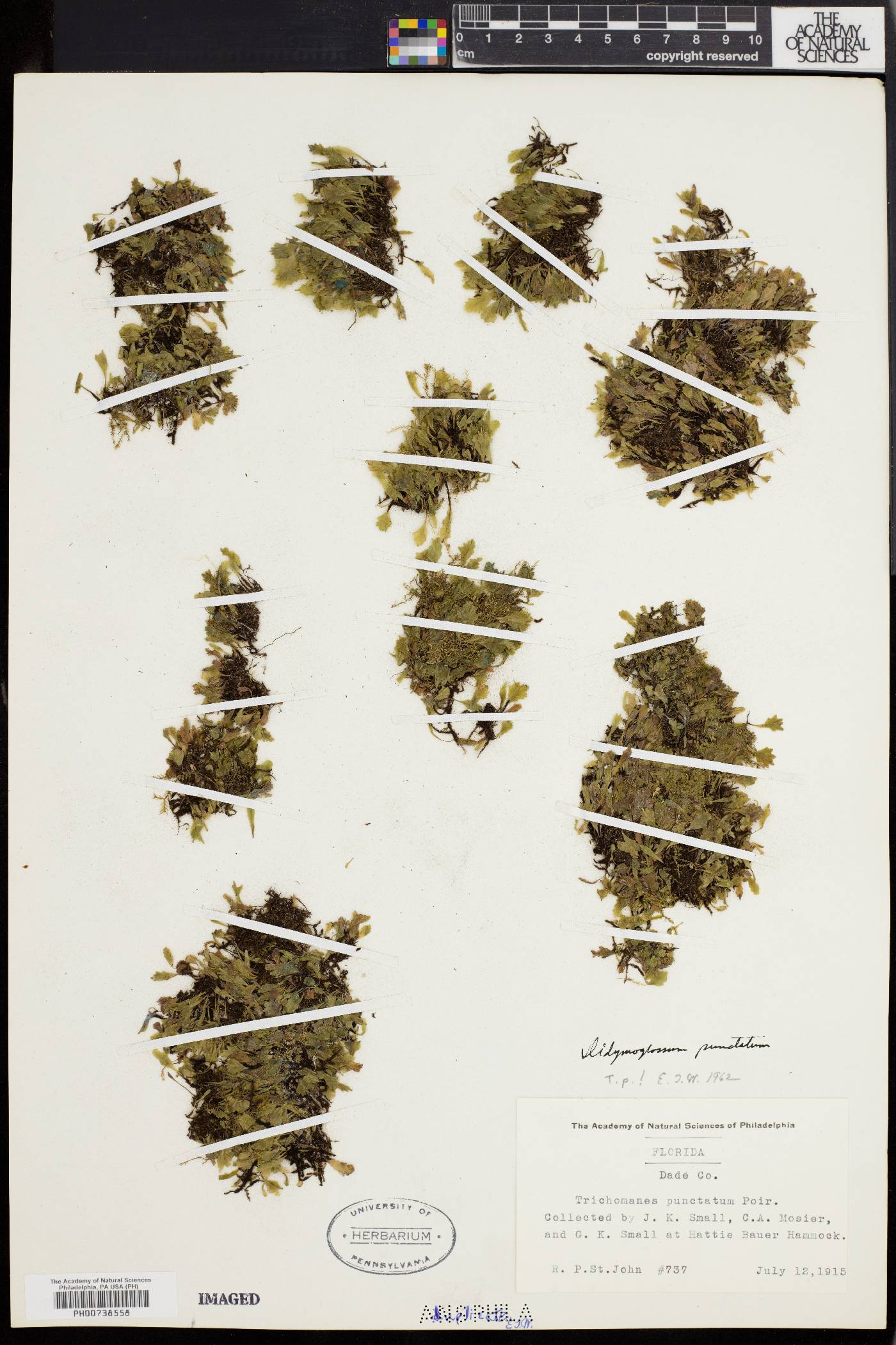 Trichomanes punctatum image