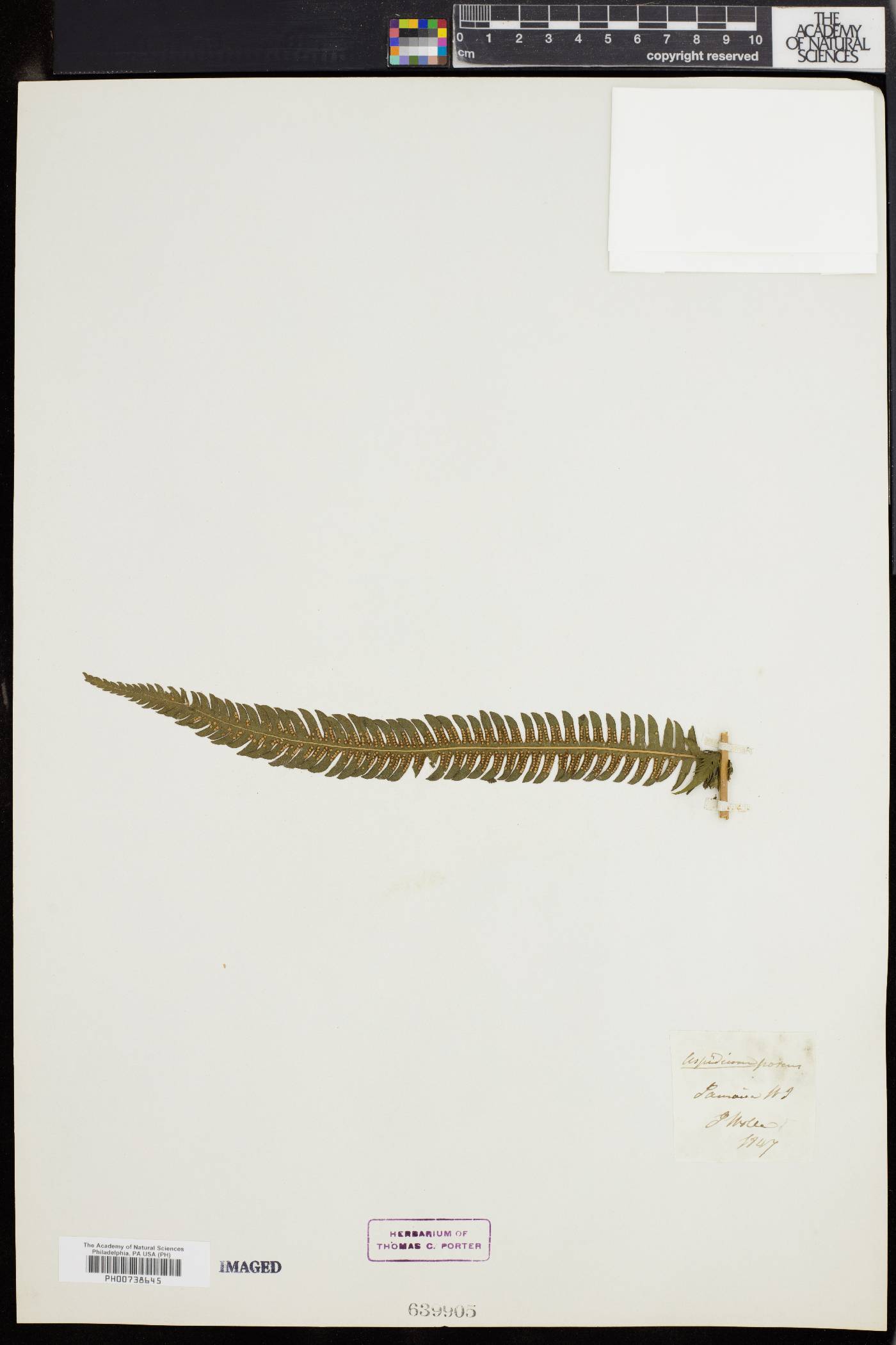 Thelypteris patens image