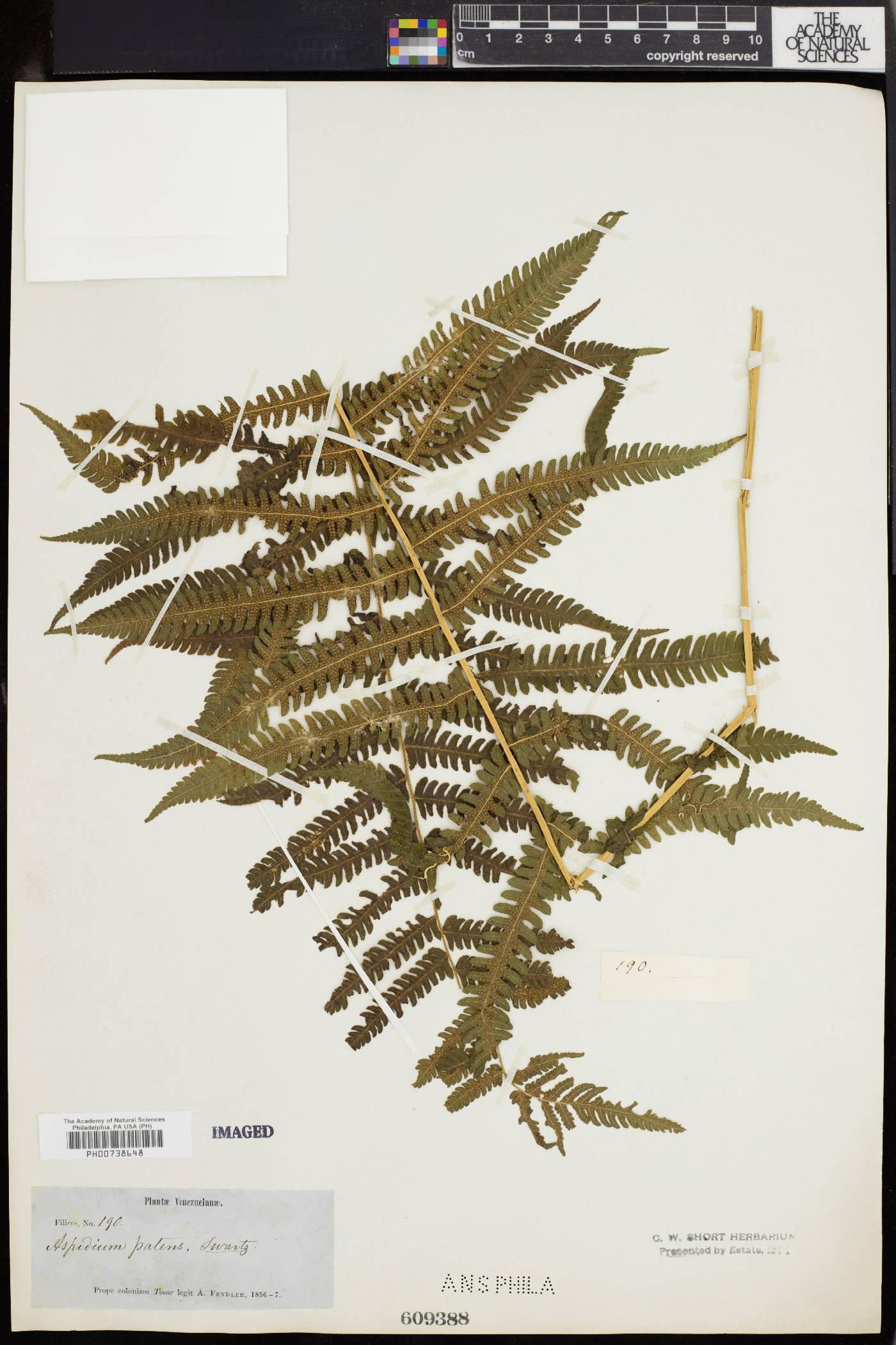 Thelypteris patens image