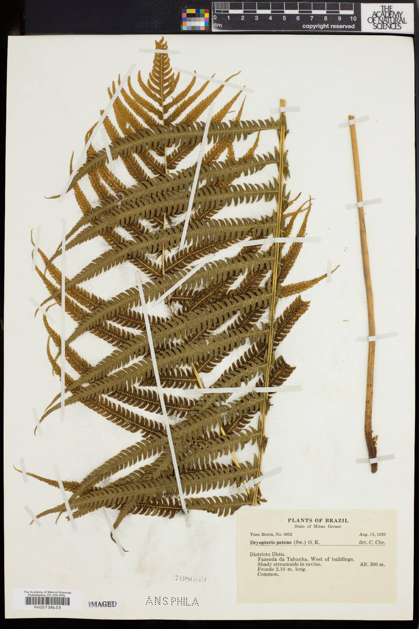 Thelypteris patens image