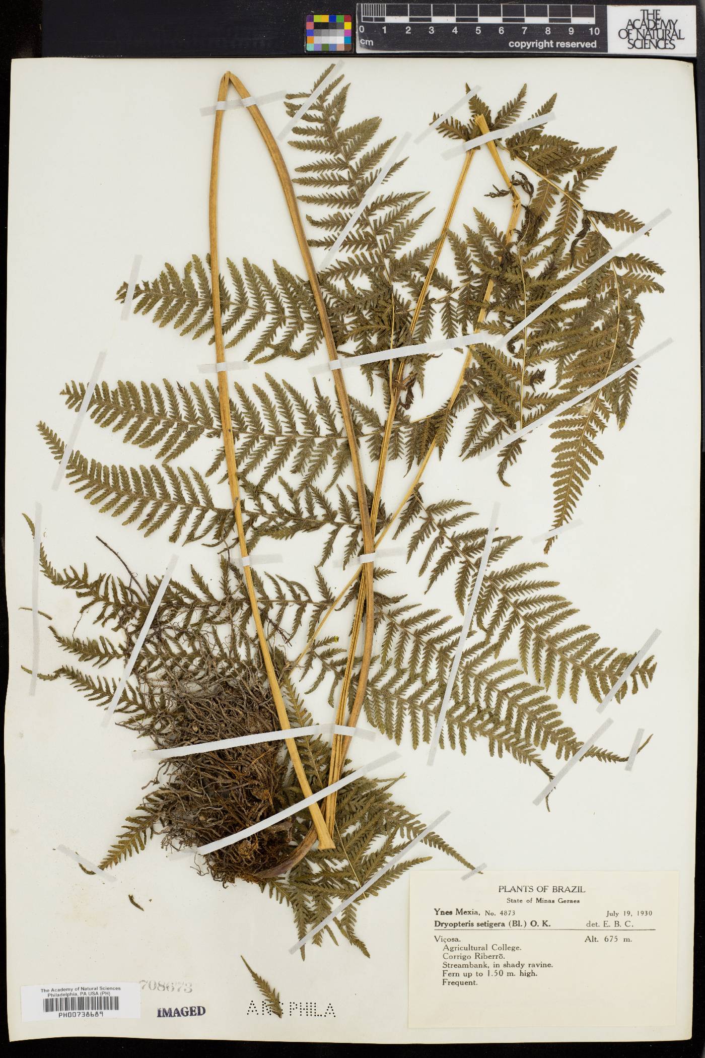 Thelypteris setigera image