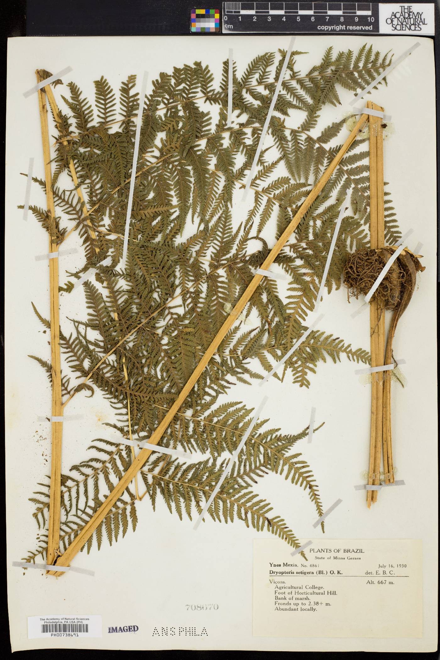 Thelypteris setigera image