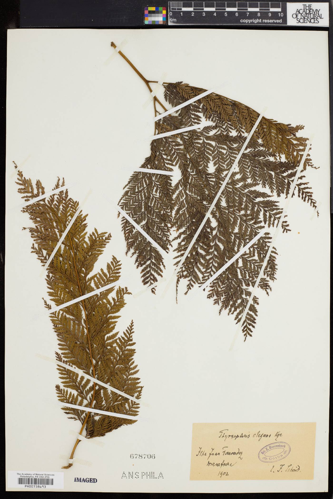 Thyrsopteris elegans image