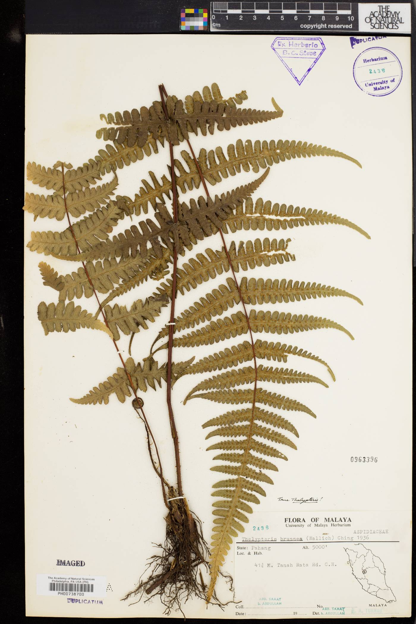 Pseudophegopteris microstegia image