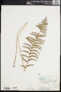 Thelypteris palustris var. pubescens image