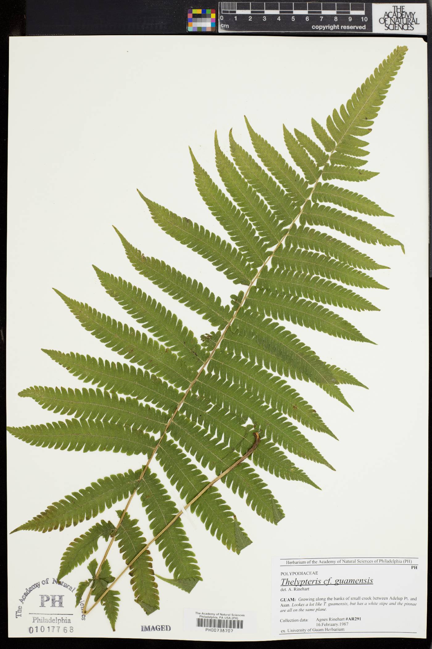 Thelypteris guamensis image