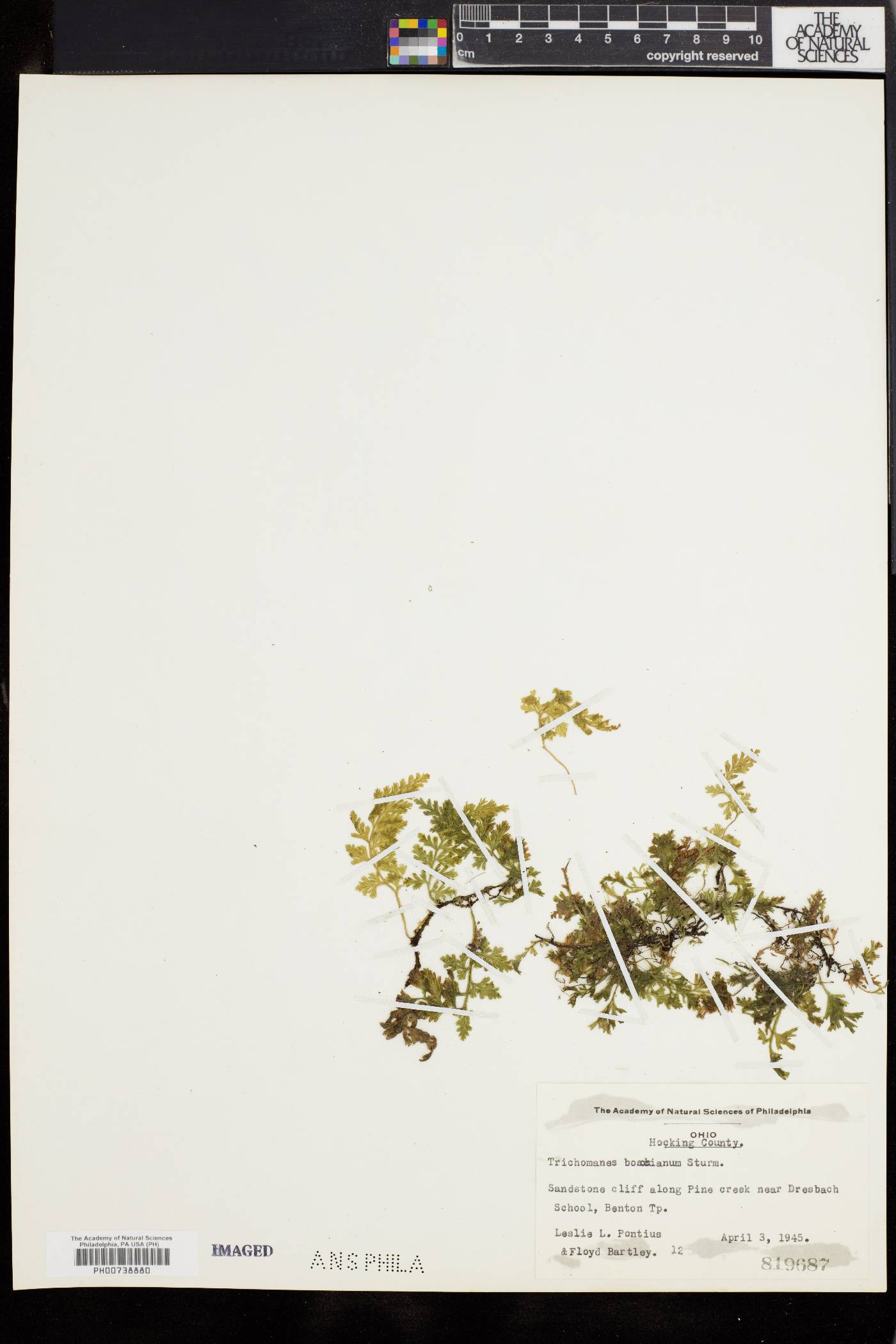 Vandenboschia boschiana image