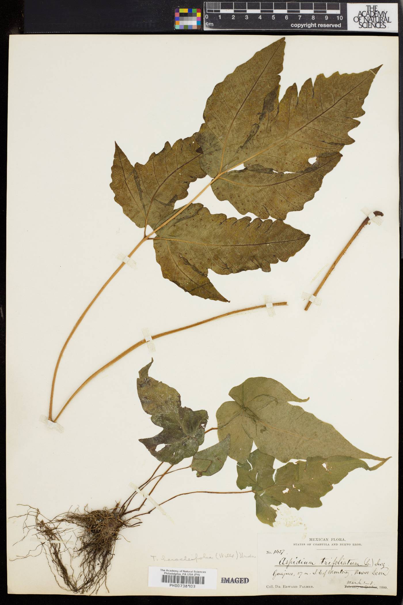 Tectaria heracleifolia image