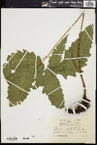 Tectaria heracleifolia image