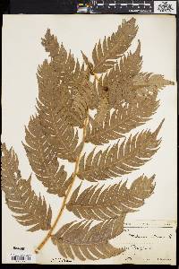 Woodwardia radicans image