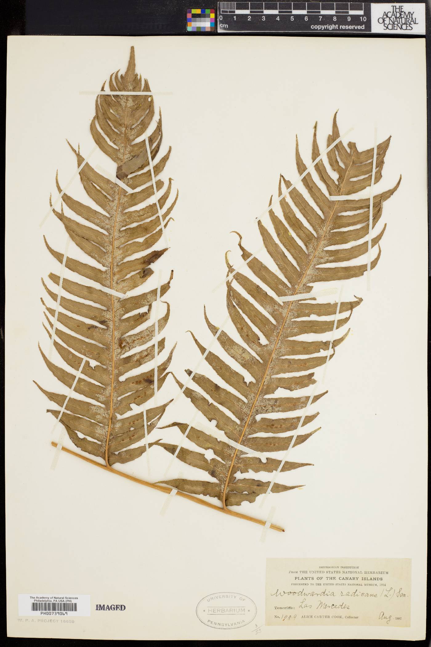 Woodwardia radicans image