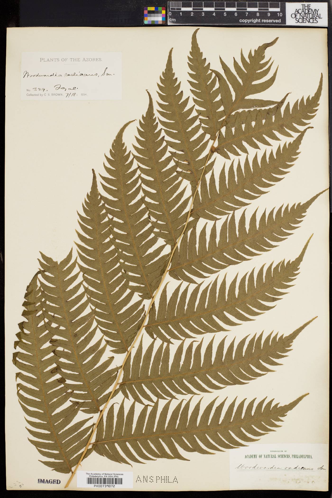 Woodwardia radicans image