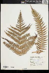 Woodwardia spinulosa image