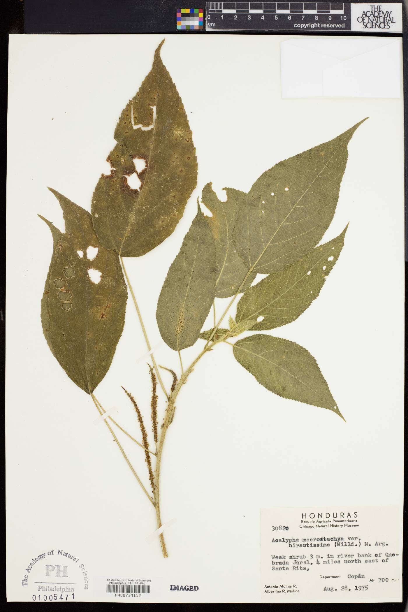 Acalypha macrostachya var. hirsutissima image