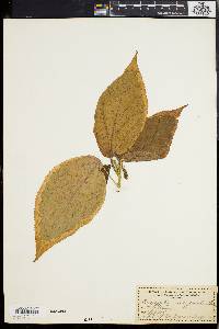 Acalypha marginata image
