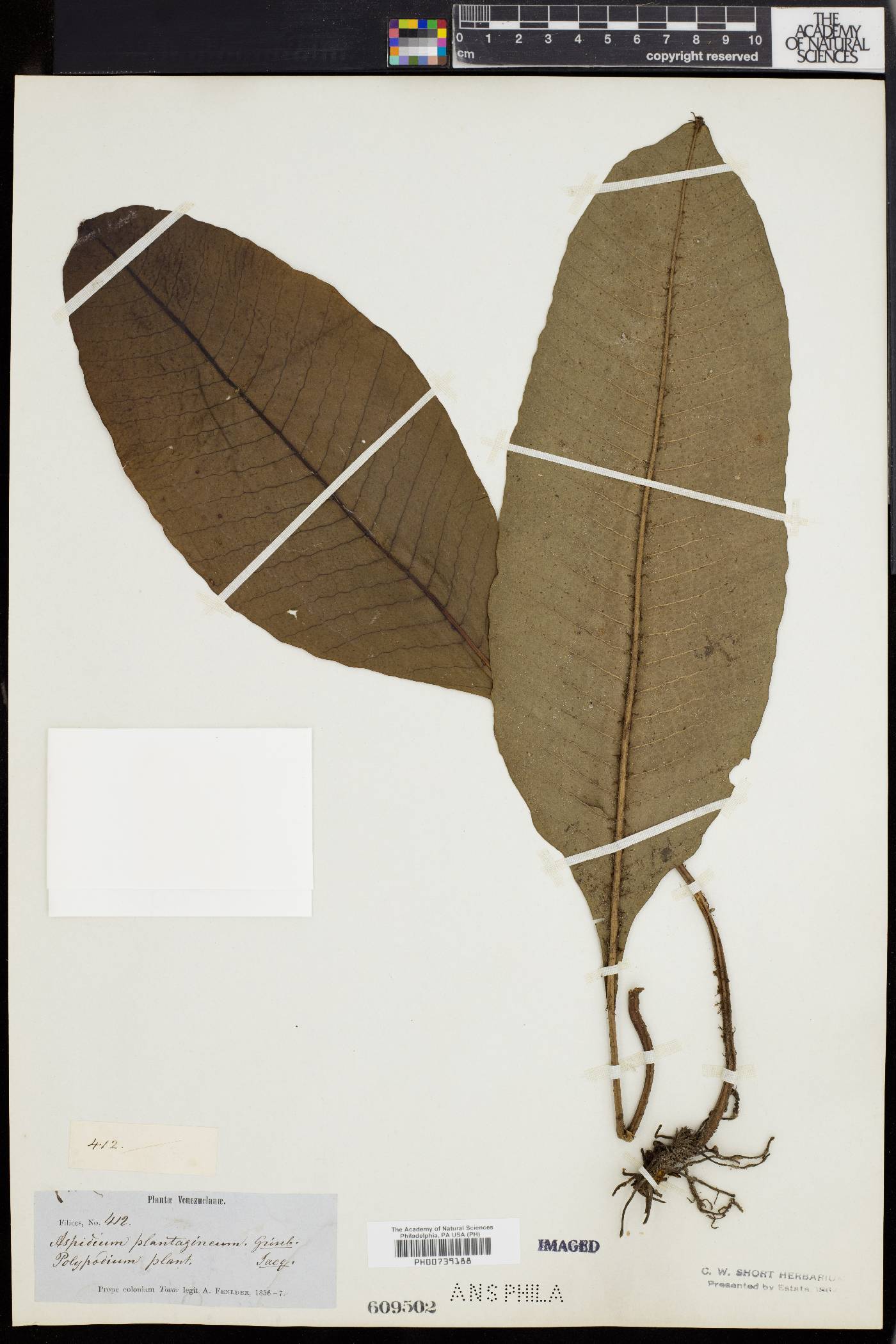 Tectaria plantaginea image