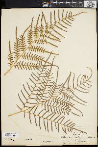 Pteridium caudatum image