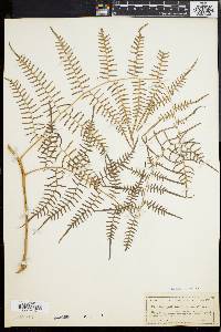 Pteridium caudatum image