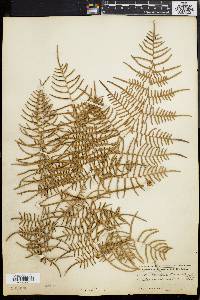 Pteridium caudatum image