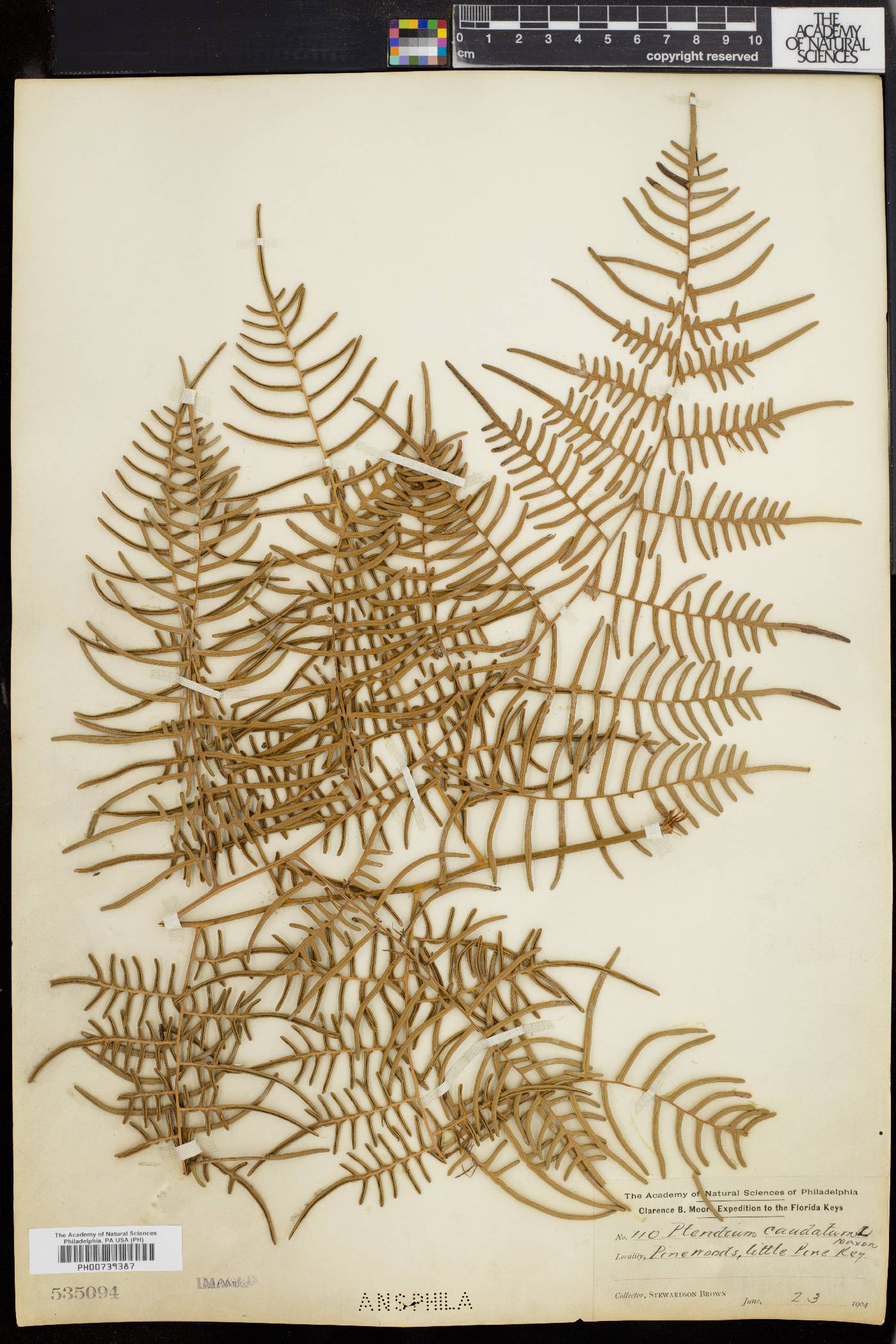 Pteridium caudatum image