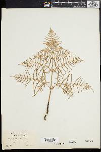 Pteridium caudatum image