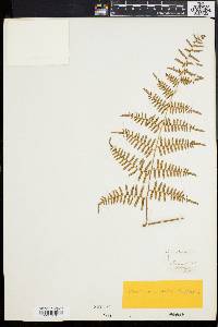 Pteridium caudatum image