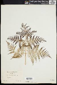 Pteridium caudatum image