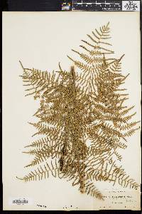 Pteridium caudatum image