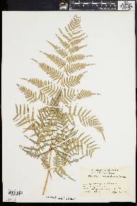 Pteridium caudatum image