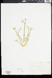 Pteris longifolia var. bahamensis image