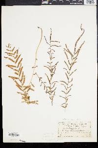 Pteris longifolia var. bahamensis image