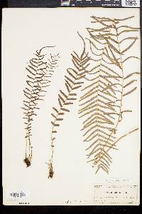 Pteris longifolia var. bahamensis image
