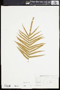 Pteris longifolia image