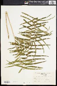 Pteris longifolia image