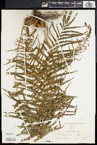 Pteris vittata image