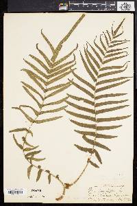 Pteris vittata image